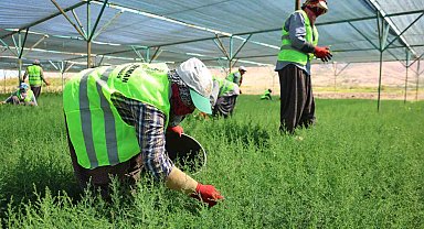 Elazığ'da fidanlar kadınların elinde yeşeriyor