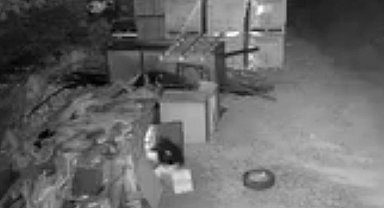 Elazığ'da güvercin hırsızlığı kameralara yansıdı