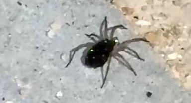 Elazığ'da kurt örümceği görüntülendi