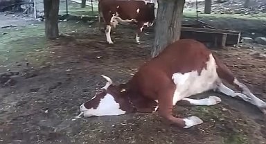 Elazığ'da yıldırım düşmesi sonucu 2 inek telef oldu