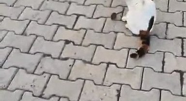 Kedinin fareyle oyunu kamerada