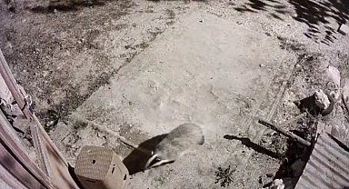 Türkiye'de nadir görülen bal porsuğu ile sansar kamerada