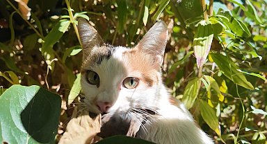 Yakaladığı serçeyi yavrusuna götürüp besledi