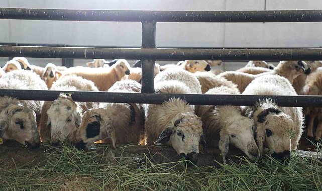 Devletten aldığı destekle küçükbaş hayvan çiftliği açtı