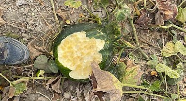Elazığ'da bahçeler domuzlarının istilasına uğradı