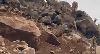 Elazığ'da dağ keçileri sürü halinde görüntülendi