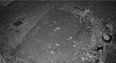 Elazığ'da evin etrafında yiyecek arayan çakal kamerada