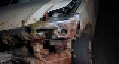 Elazığ'da kamyonet sürüye çarptı: 30 küçükbaş hayvan telef oldu