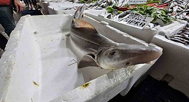 Elazığ'da satışa çıkarılan köpek balığı ilgi odağı oldu