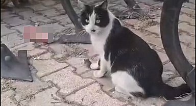 Elazığ'da yakaladığı fareyle oynayan kedi kamerada