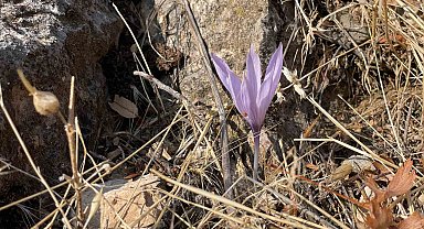 Ölbe Vadisi'nde sonbaharda nadir çiğdemler görüntülendi