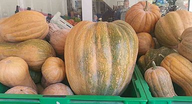 Palu'da ata tohumu kabaklar 35 kiloya ulaştı