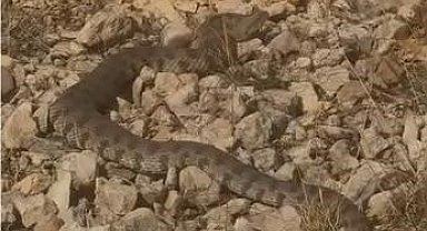 Tek ısırığı bir insanı öldürmeye yeten dev engerek yılanı görüntülendi