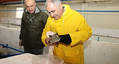 Elazığ'da alabalık sağım çalışmaları sürüyor