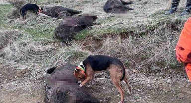 Elazığ'da avcılar sürü halinde domuz avladı