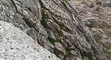 Elazığ'da dağ keçileri sürü halinde görüldü