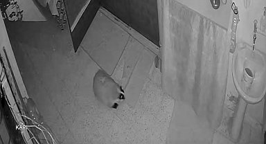 Kedilerinin mamasına dadanan porsuk için evine alarm sistemi kurdu