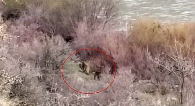 Palu'da balıkçının karşısına ayı ve yavrusu çıktı