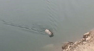 Sarp kayalıkların ustası baraj gölünde yüzerken görüldü