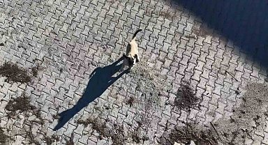 Yavru kangalın dronla imtihanı