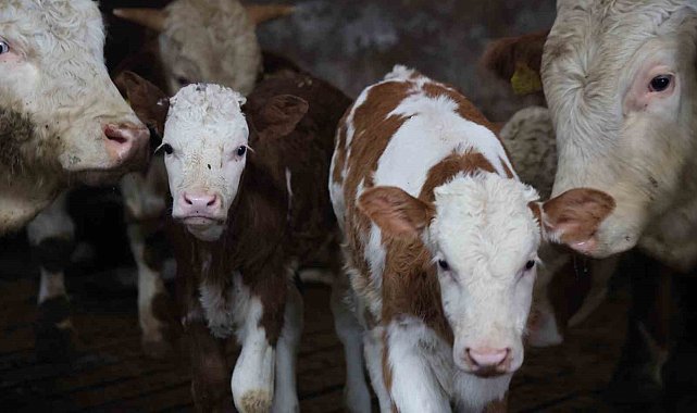 Yıl bitmeden gelen çifte mutluluk: Üreticinin ikiz buzağı sevinci