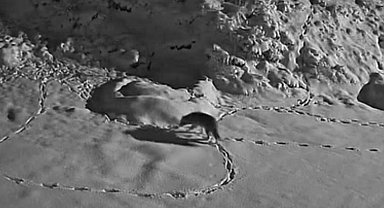 Aç kalan kurt mezraya indi