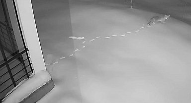 Elazığ'da aç kalan yaban hayvanları köye indi