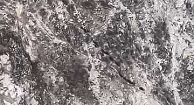 Elazığ'da domuz sürüsü görüntülendi