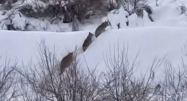 Elazığ'da kurt sürüsü görüldü