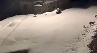 Elazığ'da nesli tükenmekte olan vaşak ailesi görüldü