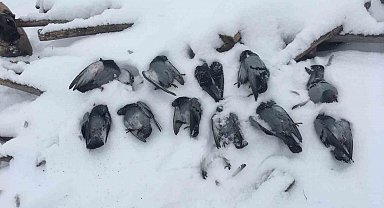 Elazığ'da onlarca güvercin donarak telef oldu