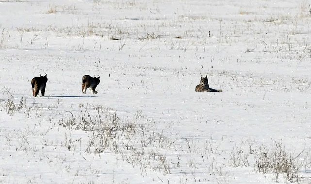 Elazığ'da vaşak ailesi görüntülendi