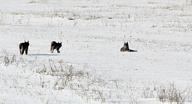 Elazığ'da vaşak ailesi görüntülendi