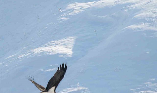 Göç etmeyi unutan kara leylekler Elazığ'da görüldü