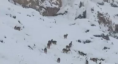 Kar üzerinde otlanan dağ keçileri sürü halinde görüntülendi