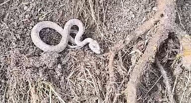 Kış uykusuna yatmayan yılan kameralara yansıdı