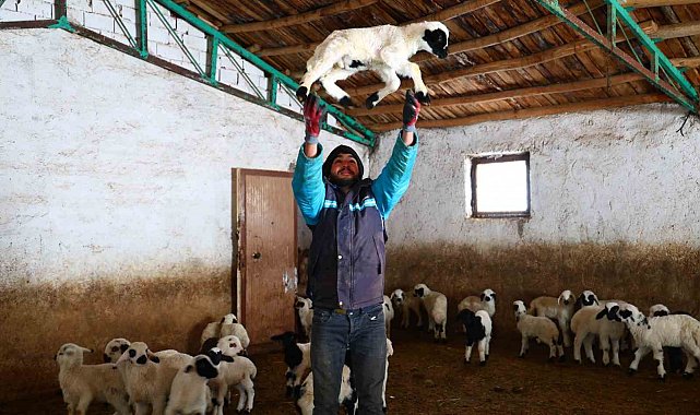 Yeni yıl bereketiyle geldi: Soğuk hava ile birlikte kuzu doğumları arttı