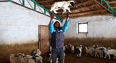 Yeni yıl bereketiyle geldi: Soğuk hava ile birlikte kuzu doğumları arttı