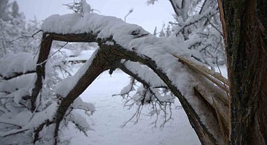 Yoğun kar yağışı Harput'ta çok sayıda ağacın dallarını kırdı