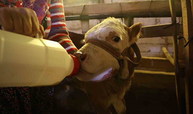 Annesi ölen buzağıyı elleriyle besliyorlar