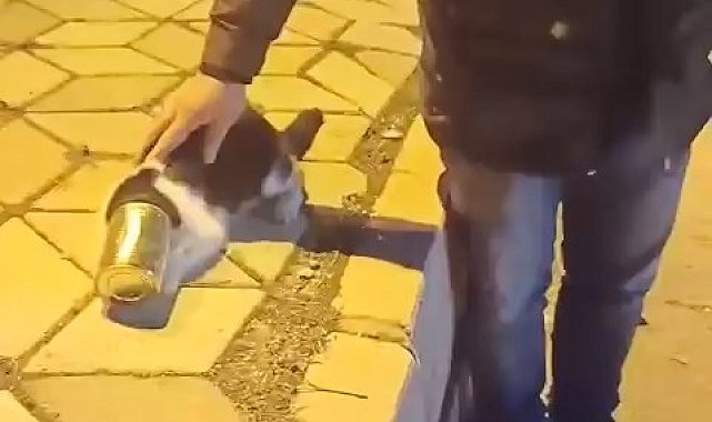 Başına konserve sıkışan kedi kurtarıldı