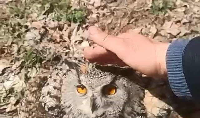 Doğada bulduğu puhu kuşunu 'fıstık' diyerek sevdi