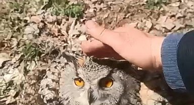 Doğada bulduğu puhu kuşunu 'fıstık' diyerek sevdi