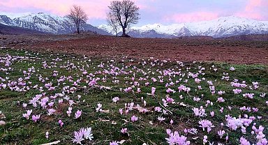 Elazığ'da baharın habercisi çiğdemler erken açtı