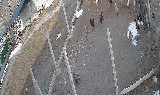 Kümese giren tilki tavuğu alıp götürdü: O anlar kamerada