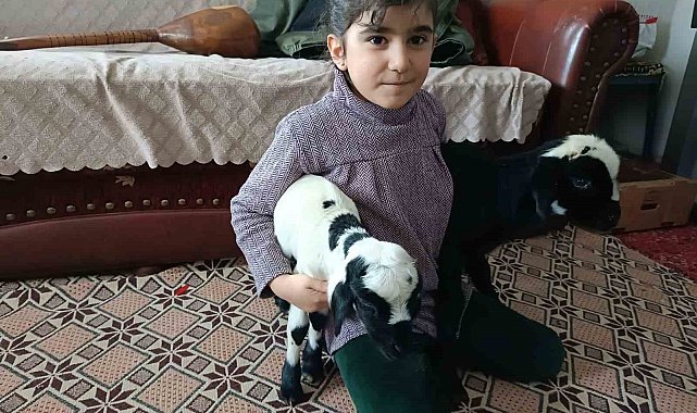 Soğuk hava kuzuları eve taşıdı: Elazığ'da yeni doğan kuzular biberonla besleniyor