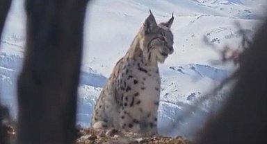 Akdağ'ın eteklerinde vaşak, kurt ve dağ keçisi peş peşe görüldü