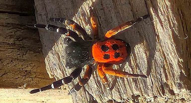 Akdeniz ve Orta Asya'nın nadir türü Elazığ'da ortaya çıktı