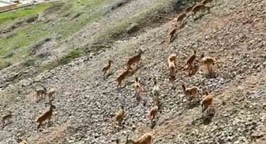 Dağ keçileri Palu Kalesi'nde