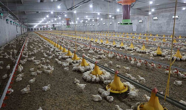 Devletten aldığı destekle ikinci çiftliğini açtı